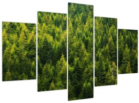 Kép - sűrű erdő (150x105 cm)