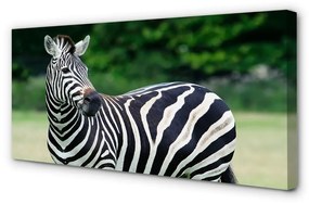 Canvas képek Zebra box 100x50 cm