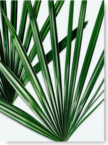 Levelek A3 Poszter 42X29,7cm kép #176