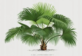 Fotótapéta Fali ragasztó szett Egzotikus pálmafa 152x104 Ragasztó