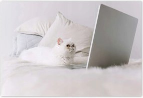 Poszterek 155x105 Cica Cicák Macskák