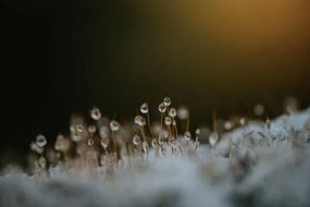 Művészeti fotózás Close up of dew on frosty, Catherine Falls Commercial, (40 x 26.7 cm)