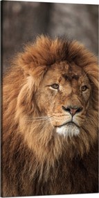 Vászonkép Elbűvölő Oroszlán Természet Arc Vadság 60x120 cm
