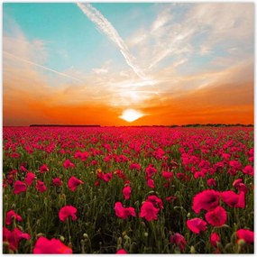 Poszterek 30x30 Rózsaszín pipacsok Naplemente