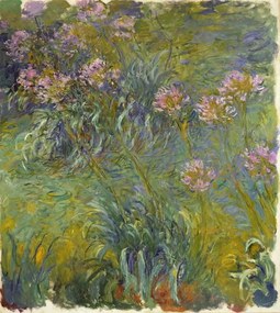 Claude Monet - Festmény reprodukció Agapanthus, 1914-26, (35 x 40 cm)