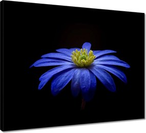 Vászonkép 50x40 Kék virág