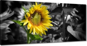 Festmények 120x60 Napraforgó