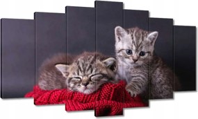 Képek 140x80 Cica Cicák