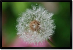 Poszterek keretben 60x40 Pitypang Virág Virágok