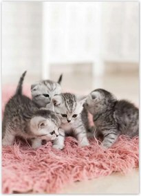 Poszterek 50x70 Cica Cicák