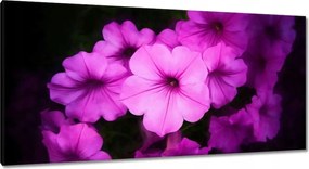 Vászonkép 115x55 Petunia lila virágai