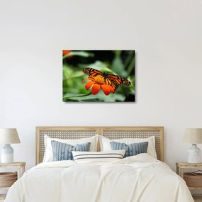 Pillangó képe a virágon (üvegen) (70x50 cm)