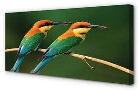 Canvas képek Színes papagáj egy ágon 100x50 cm