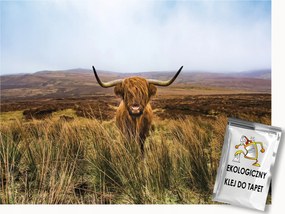 Fotótapéta Flizelina Természet Hegyek Skót Tehén Highland 250x175 ragasztó