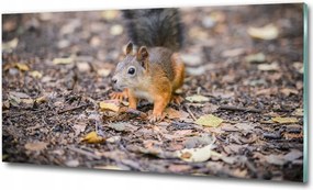 Fotó-kép edzett üveg Mókus 125x50