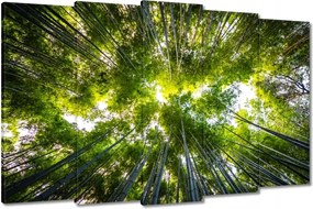 Vászonkép 150x95 Bambusz trópusi erdő