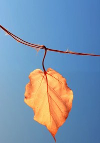 Poszter 70x100cm Utolsó levél