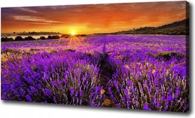 Nagyméretű vászonkép Levendulamező 100x70 cm