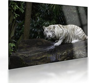 Kép - albínó tigris (üvegen) (70x50 cm)