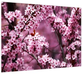 Üveg kép - Rózsaszín sakura (70x50 cm)