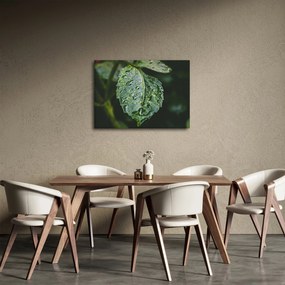 Kép - cseppek a levelen (70x50 cm)