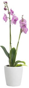 Kerámia virágcserép ø 14 cm Thalia – Artevasi