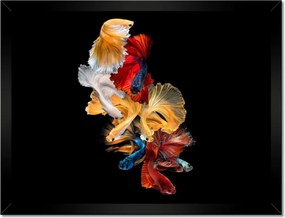 Poszterek keretben 40x30 Színes sziámi halak