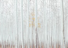 Fotótapéta - Erdő - fehér (152,5x104 cm)