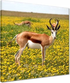 Vászonkép 40x40 Antilop a virágok között
