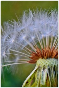 Poszterek 80x120 Pitypang Virág Virágok