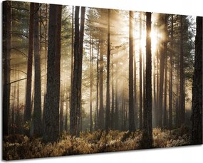 Vászonkép Nap az erdőben Hideg színek Fű 120x80 cm