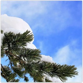 Poszterek 100x100 Hó ág