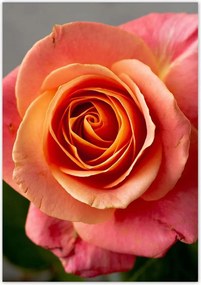 Poszterek 70x100 RĂłzsa VirĂĄg VirĂĄgok RĂłzsa