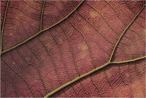 Stílusos Dekoratív Fotótapéta Flizelin Leveles textúra 104x70 Ragasztó