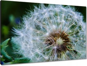 Vászonkép 90x60 Pitypang Virág Virágok