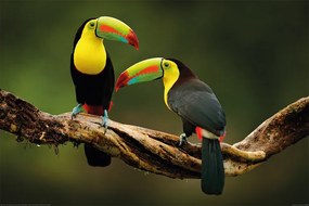 XXL poszter Birds - Toucan, (120 x 80 cm)