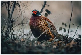 Poszterek 120x80 Fácán a természetben Madarak