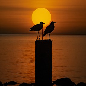 Poszter 70x70cm Beszélgetések alkonyatkor