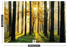 Fotótapéta Forest reggel 104x70 cm