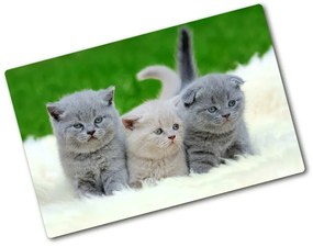 Üveg vágódeszka Három macskát egy takaró pl-ko-80x52-f-112670236