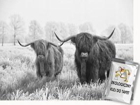 Fotótapéta Flizelina Skót Rét Felvidéki Tehén Highland B&amp;w 350x250 ragasztó