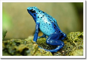 Poszter keretben 60x40 Kék béka Azúrkék fa