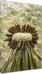 Vászonkép 80x120 Pitypang fotó makro