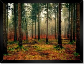 Poszterek keretben 40x30 Erdei táj Kilátás