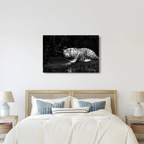 Kép - albínó tigris, fekete-fehér (90x60 cm)