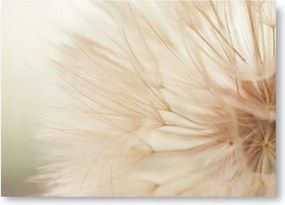 Pitypang Boho Bézs poszter kép 30x40 cm #205