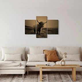 Kép - Skót tehén menekül (90x60 cm)