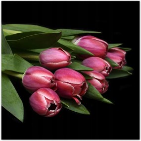 Poszterek 100x100 Zamatos tulipánok