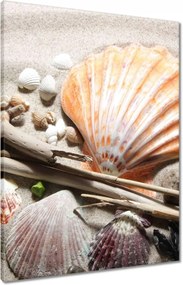 Vászonkép 60x80 Kagylók a balti tengerpartról