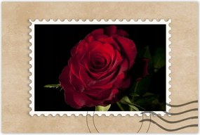 Poszterek 90x60 Vörös rózsa